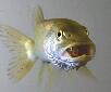 fishy.jpg